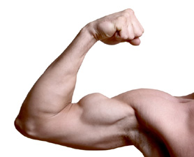 muscle-278x225